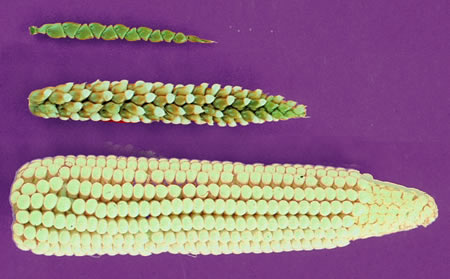 Teosinte, a Hybrid and Corn